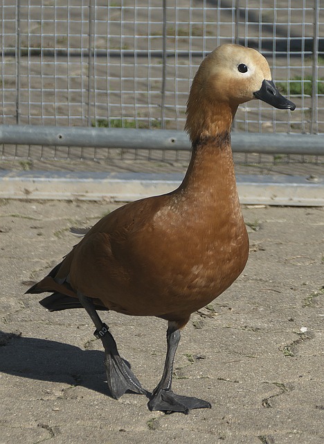 洲冬季运动